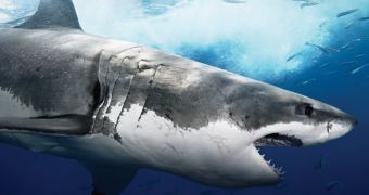 Survey finds the majority of people in Australia do not approve of the ongoing shark cull