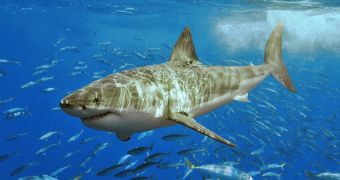 Survivors of Shark Attacks Join in on Conservation Projects