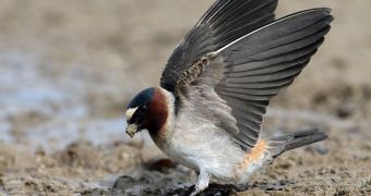 Swallows living close to busy roads are evolving in order to better dealth with traffic