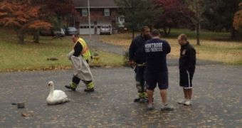 A group of New Yorkers rescue a swan left exhausted, confused by Hurricane Sandy