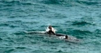 Outrage As Swimmers Harass and Ride a Dying Sperm Whale