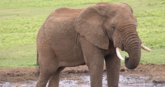 Swimmers Share Pool with Thirsty African Elephant [Video]