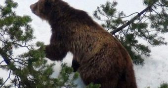 Switzerland's Only Wild Bear Is Shot Dead