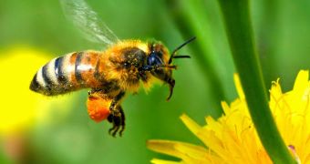 Sygenta, Bayer Insecticides Blamed for Drop in Bee Numbers
