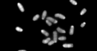 Experts in the UK create new cells that feature only one pair of chromosomes