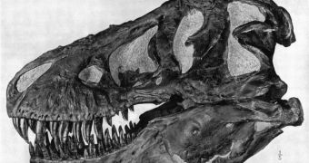The Skull of a Tyrannosaurus Rex, showing its impressive teeth