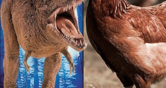 T-rex Was More Closely Related to Birds than to Crocodiles