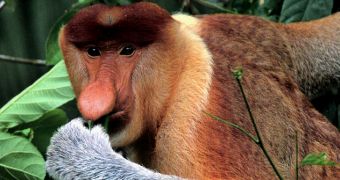The Proboscis monkey