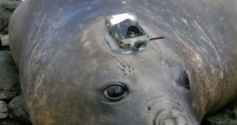 Subadult male southern elephant seal recently equipped with a Conductivity-Temperature-Depth Satellite Relay Data Logger (CTD-SRDL) in Husvik bay at South Georgia in February 2005