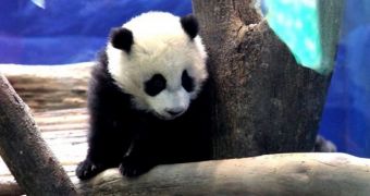 Baby panda makes its public debut at Taipei Zoo in Taiwan