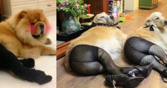 Dogs chill around the house, while wearing pantyhose