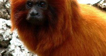 Tamarins can tell if syllables are placed incorrectly in a word, provided they've learned the word before