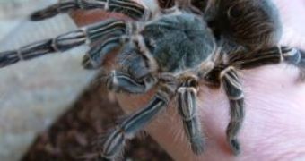 Tarantulas Use Silk for Locomotion