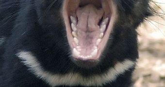 Tasmanian devils are very likely to further decline in population numbers over the next decade