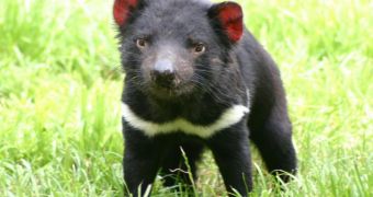 Tasmanian Devils may be evolving towards an earlier breeding habit