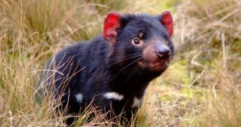 Conservationists are desperately trying to save Tasmanian devils from going extinct