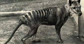Image of a Tasmanian tiger