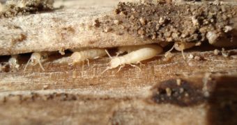 Termites inside the wood they destroy