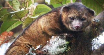 Researchers discover new mammal species in the Andes
