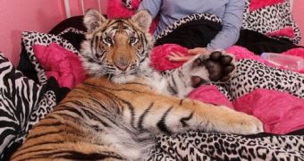 Felicia Frisco and Bengal tiger Will share the same bed