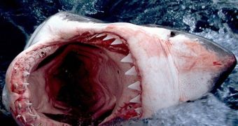 The jaws of adolescent great white sharks may be too weak to capture and kill large marine mammals.