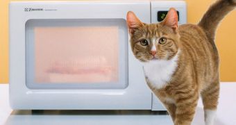 Cat dies, microwaved by teenager