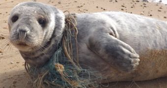 Seal pup entangled in fishing gear gets rescued by a teenager