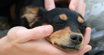 Young adults who take care of pets are likely to build stronger personal relationships