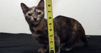 Munchkin cat measures just 5 inches (12.7 centimeters) in height