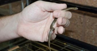 Phoenix Zoo in the US is now home to 18 baby snakes
