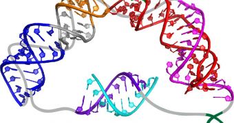 Telomerase Reveals RNA 'Core Domain'