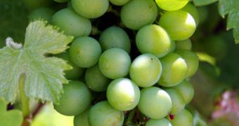 UK wine industry is threatened by global warming