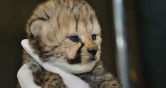Smithsonian's National Zoo is now home to ten cheetah cubs