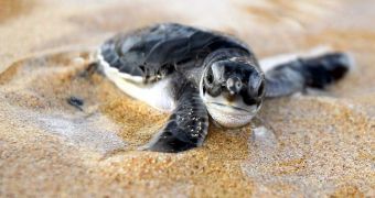 Tennessee Aquarium hatched 18 baby turtles