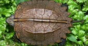 Rare keeled box turtle born at Tennessee Aquarium