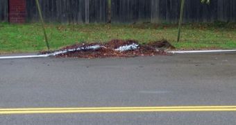 Tennessee Workers Paint Street Line over Leaf Pile – Photo