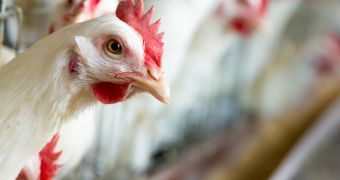 Tennessee's Ag-Gag Bill Vetoed by Governor Bill Haslam