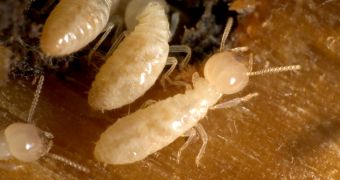 Termite poop protects these insects against biological warfare