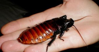 Madagascar Giant Hissing Cockroach (Gromphadorhina portentosa)