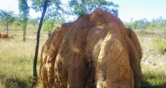 A huge mound constructed by termites in Australia
