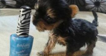 Terrier Dubbed Contender for World's Smallest Dog – Video