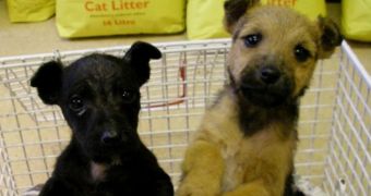 Terrier puppies found abandoned in a shoebox