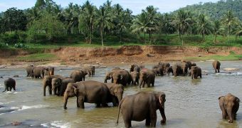 Thai Minister Agrees to Ban Ivory Trade