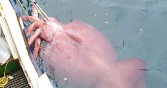 The colossal squid, at the moment of its capture