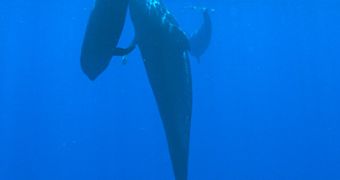 Pilot whale mother and her calf swimming together