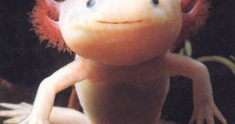 Axolotl is facing extinction
