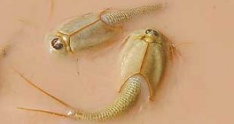 2.5 cm (1 inch) long Triops phyllopods on a drying slop