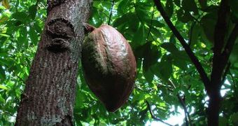 Scientists sequenced the genome of the cacao tree