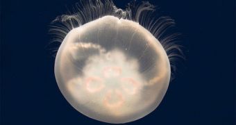 Several new types of peculiar jellyfish were found in the Arctic deep-sea