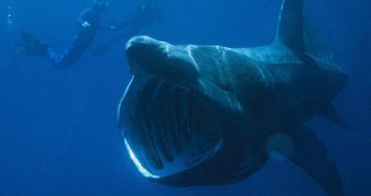 Basking sharks are regularly harmless to humans